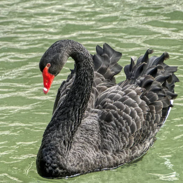 Colpo Verticale Cigno Nero Nell Acqua — Foto Stock