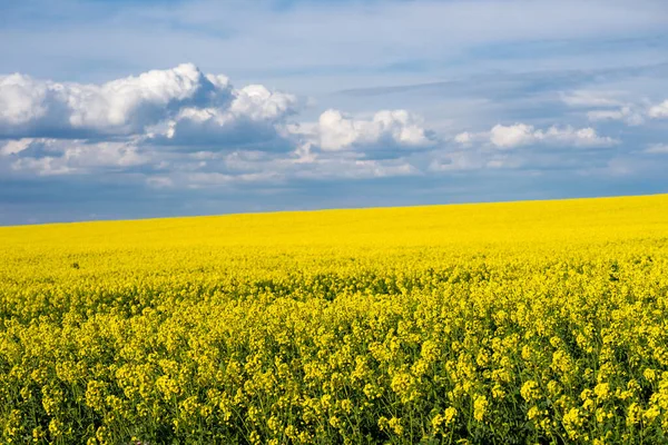 Uma Bela Paisagem Com Campo Colza Amarelo Flor Dia Ensolarado — Fotografia de Stock