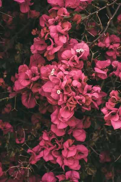 ブーゲンビリアの花を咲かせます 背景として美しいマゼンタの花 デザインの春の背景 — ストック写真