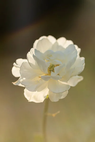 Pionowe Zbliżenie Strzał Pięknego Białego Dzikiego Piwonii Kwiat — Zdjęcie stockowe