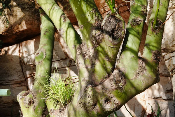 Closeup Shot Bamboo Tree Sunlight — 图库照片