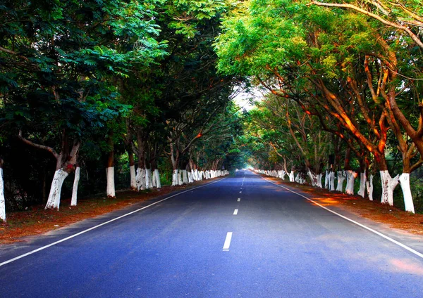 Uma Estrada Asfalto Cercada Por Árvores Verdes Capturadas Dia Outono — Fotografia de Stock