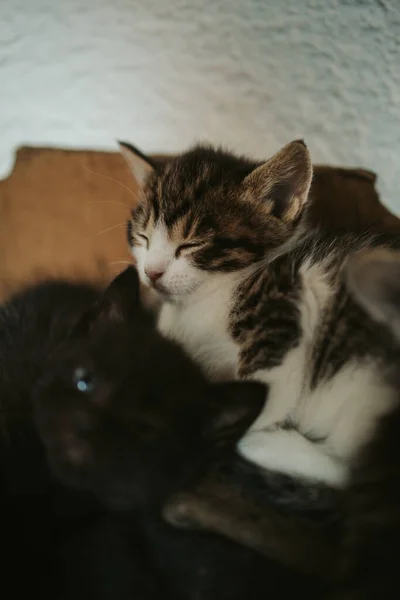 Çizgili Şirin Bir Kedinin Uyuduğu Dikey Yakın Çekim — Stok fotoğraf