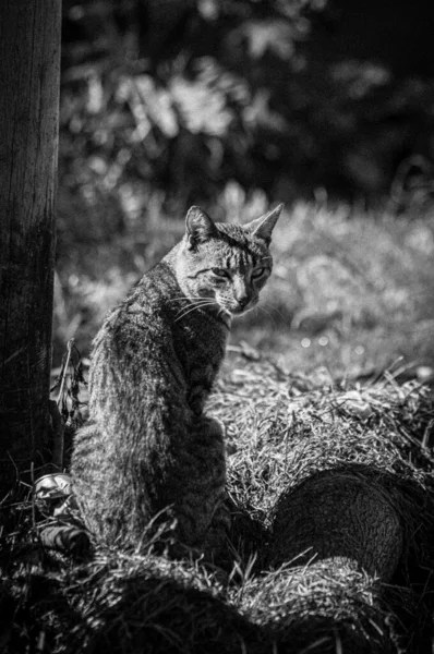 Біло Чорний Знімок Великої Кішки Осінньому Парку — стокове фото