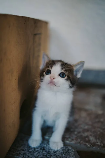 귀여운 줄무늬 고양이의 클로즈업 — 스톡 사진