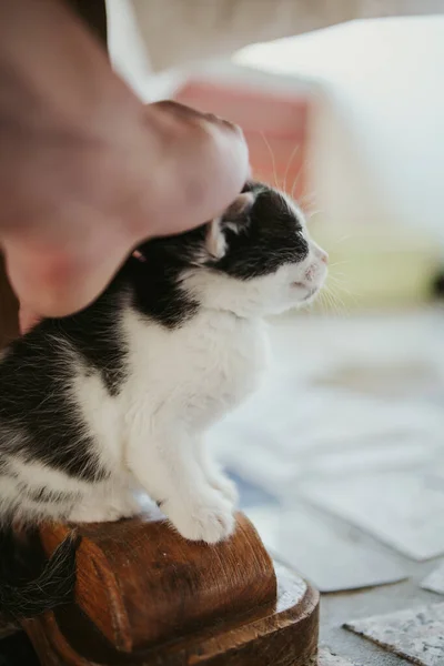 一只手摸一只可爱的条纹猫的垂直特写镜头 — 图库照片