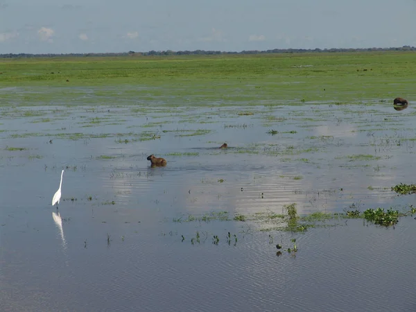 Uma Grande Torre Branca Lago — Fotografia de Stock