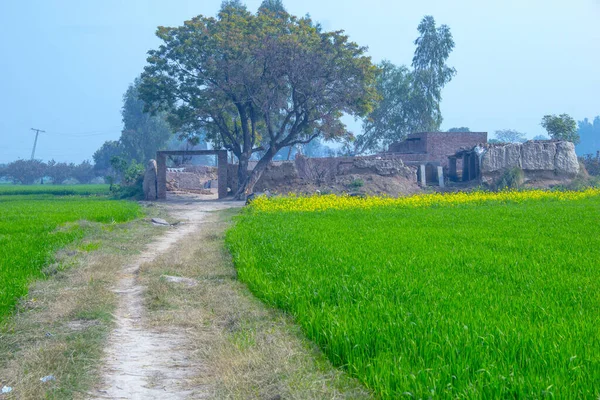 Caminho Que Leva Uma Casa Arruinada Cercada Por Grama Verde — Fotografia de Stock