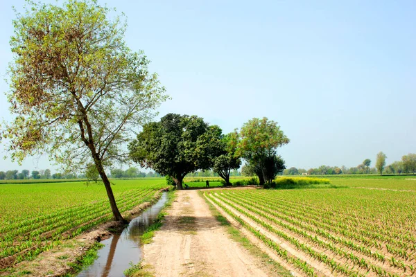 Uma Bela Paisagem Rural Com Uma Grande Terra Verde — Fotografia de Stock