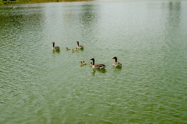 Una Hermosa Vista Remar Patos Nadando Juntos Lago Verde Tranquilo —  Fotos de Stock