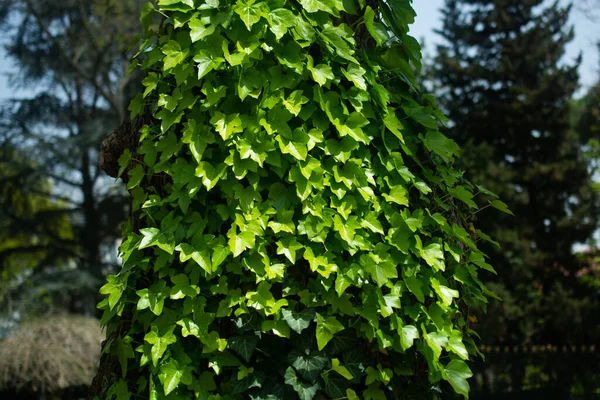 Focus Selettivo Albero Verde Brillante — Foto Stock