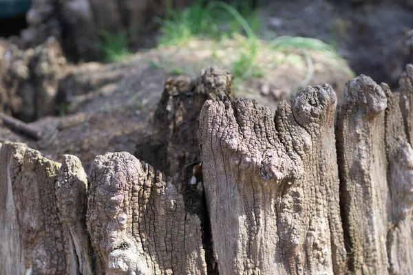 Primer Plano Madera Podrida Bosque Aire Libre Durante Día — Foto de Stock