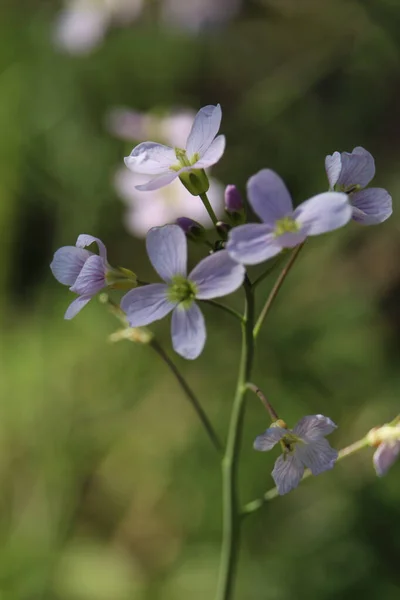 Pionowe Zbliżenie Strzał Małych Delikatnych Purpurowych Kwiatów Polu Rozmazanym Zielonym — Zdjęcie stockowe