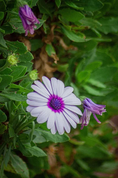 Tiro Vertical Uma Bela Flor Com Cores Roxas Brancas Jardim — Fotografia de Stock