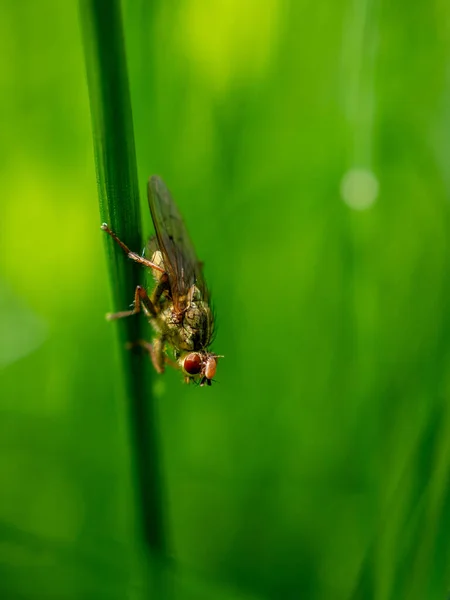 Una Macro Toma Una Mosca Amarilla Del Estiércol Sobre Una — Foto de Stock