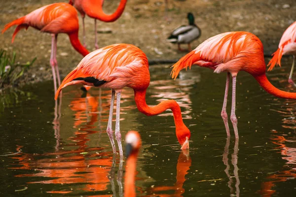 Szelektív Fókusz Lövés Flamingók Ivóvíz — Stock Fotó
