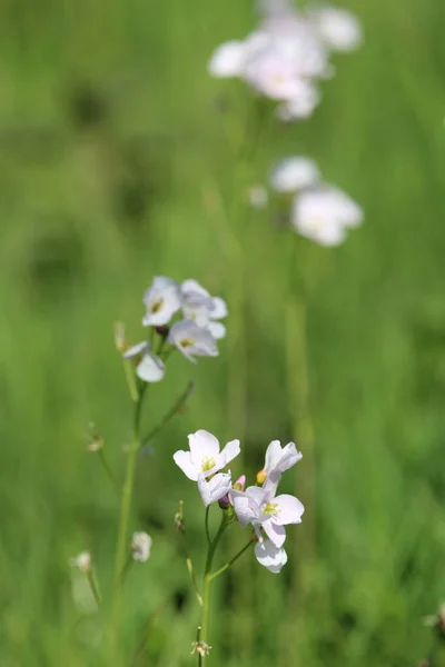Pionowe Ujęcie Delikatnych Białych Kwiatów Polu Otoczonym Wysoką Zieloną Trawą — Zdjęcie stockowe