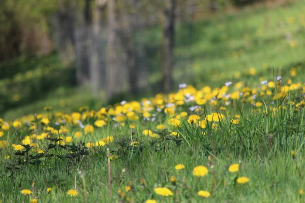 Tiro Foco Seletivo Belas Flores Amarelas Campo Grama Uma Colina — Fotografia de Stock