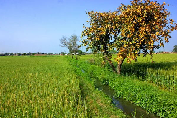 Uma Bela Vista Uma Árvore Com Folhagem Amarela Prado Verde — Fotografia de Stock