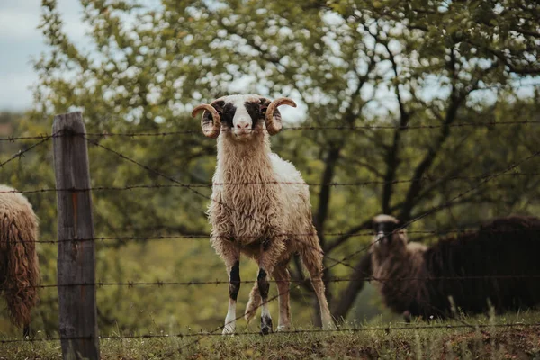 Ένα Λιβάδι Αγκαθωτό Σύρμα Και Κατσίκες Και Πρόβατα Που Τρέφονται — Φωτογραφία Αρχείου