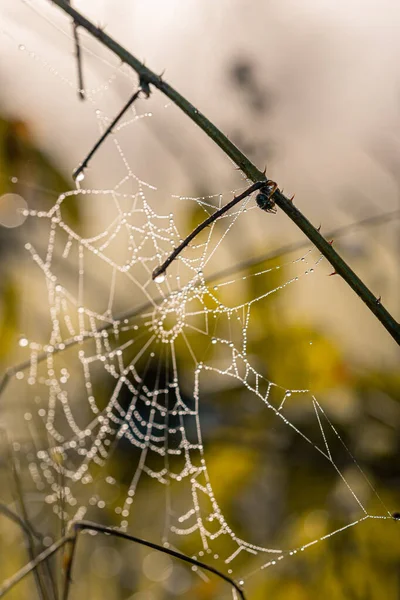 Eine Vertikale Aufnahme Eines Spinnennetzes Das Auf Einem Ast Auf — Stockfoto