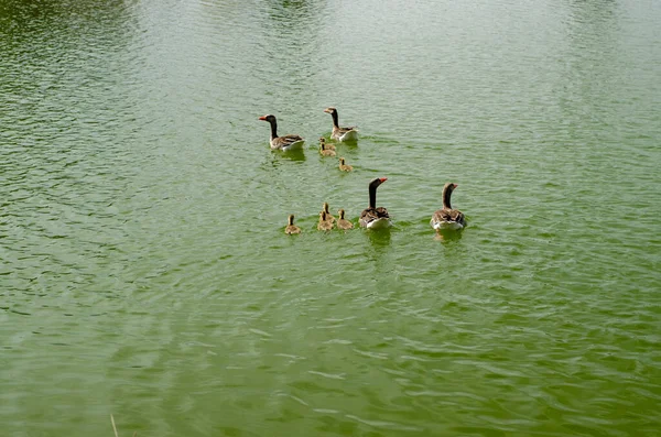 Une Belle Vue Sur Pagaie Canards Nageant Ensemble Dans Lac — Photo