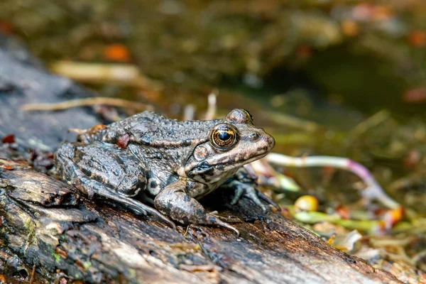 Una Rana Pelobata Tronco Albero Nella Parte Anteriore — Foto Stock