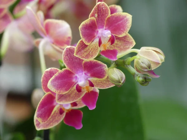 Primer Plano Las Orquídeas Florecientes Polilla Rosa — Foto de Stock