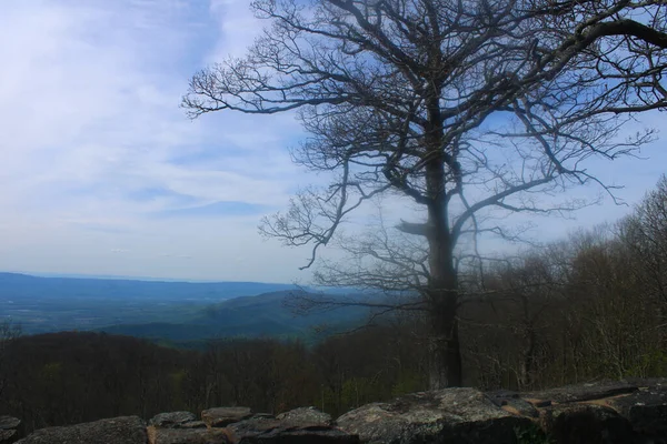 Ein Majestätischer Kahler Baum Wald Mit Der Bergigen Landschaft Dahinter — Stockfoto