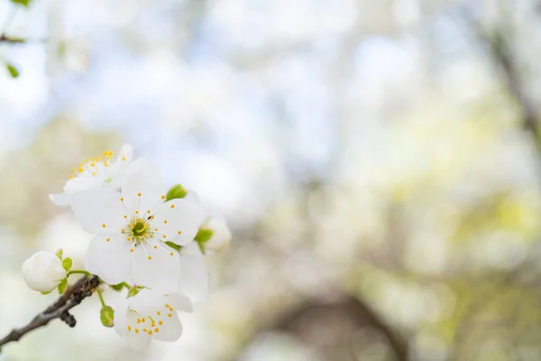 Primo Piano Fiori Ciliegio Sui Rami Degli Alberi — Foto Stock