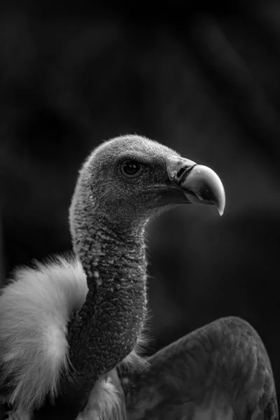 Grayscale Close Shot Head Griffon Vulture — Stock fotografie