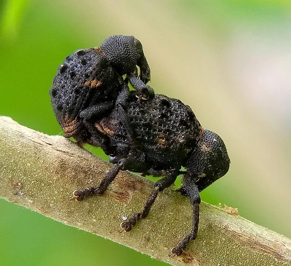 Bitki Sapında Iki Siyah Böceğin Makro Görüntüsü — Stok fotoğraf