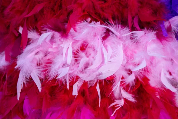 Tiro Penas Decorativas Rosa — Fotografia de Stock