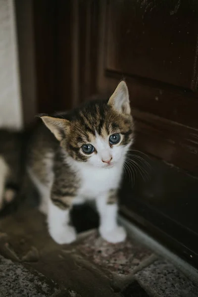 一只可爱的条纹猫的垂直特写镜头 — 图库照片