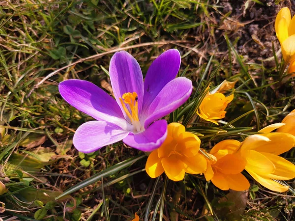 Une Belle Vue Sur Les Fleurs Crocus Violet Jaune Dans — Photo