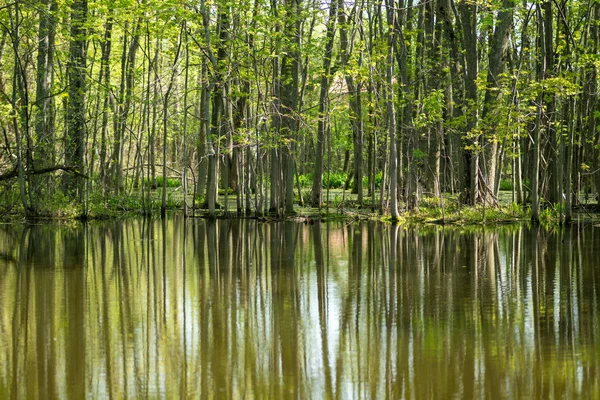 Piękny Widok Jezioro Odbiciami Otaczających Drzew — Zdjęcie stockowe