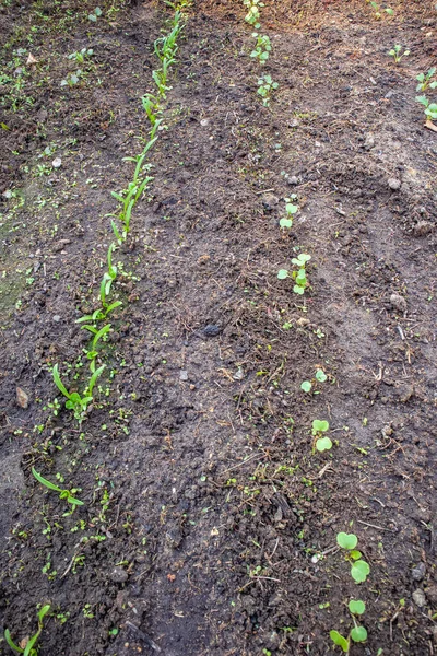 Una Sombra Vertical Plantas Jóvenes Que Brotan Del Suelo —  Fotos de Stock