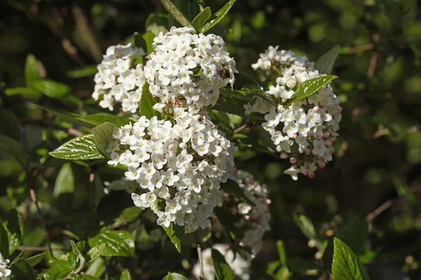 Primer Plano Flores Blancas Florecientes Del Viburnum Del Burkwood — Foto de Stock