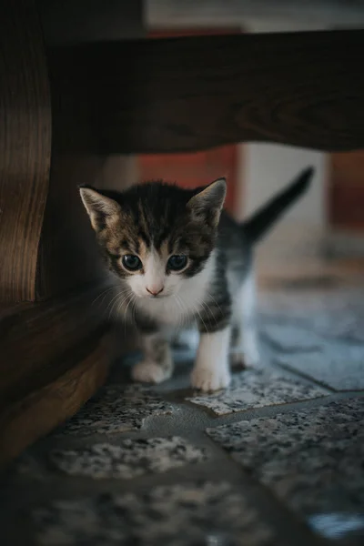 一只可爱的条纹猫的垂直特写镜头 — 图库照片