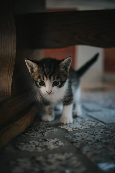 Een Verticaal Close Shot Van Een Schattig Gestreept Kitten — Stockfoto