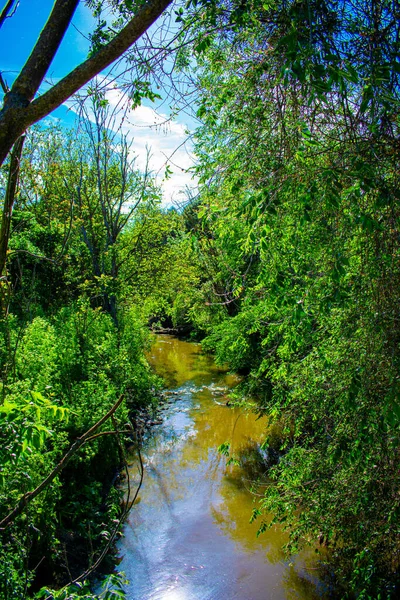 Plano Vertical Lago Reflectante Frondoso Bosque Con Árboles Verdes Brillantes —  Fotos de Stock