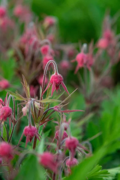 在田野里的一朵美丽的粉红色的野花的特写镜头 — 图库照片