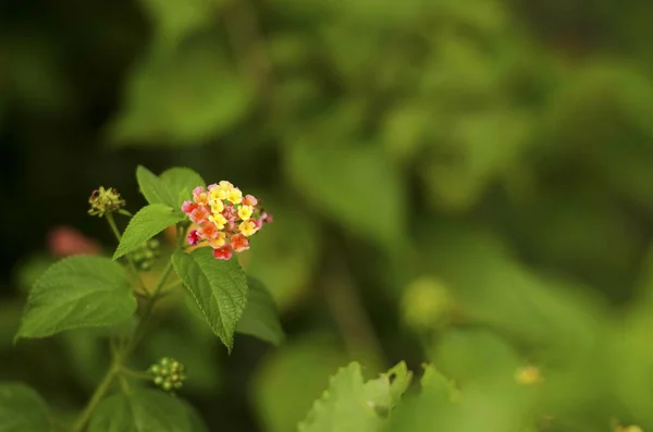 Closeup Colorful Flowers Leafy Stem Beautiful Garden Blurred Green Background — Stock Photo, Image