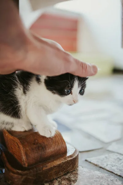 Gros Plan Vertical Une Main Caressant Mignon Chaton Noir Blanc — Photo