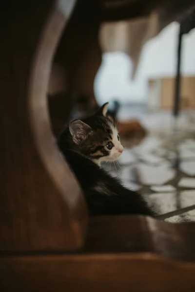 一只可爱的毛茸茸的带条纹猫咪在桌子下面的垂直特写镜头 — 图库照片