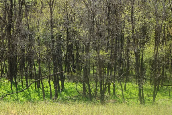 Ett Lugnt Landskap Gröna Träd Bergen — Stockfoto