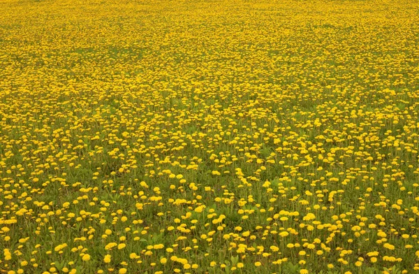 Een Close Van Vele Paardebloemen Bloeien Het Veld Met Selectieve — Stockfoto