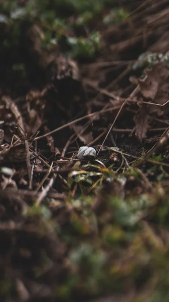 Foco Seletivo Casca Branca Caracol Solo Natureza — Fotografia de Stock