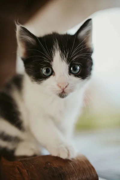 Vertical Closeup Shot Cute Black White Kitten Bright — Stock Photo, Image