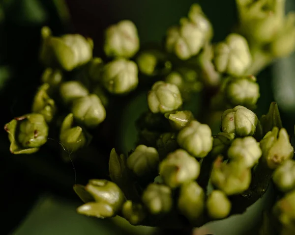 Primer Plano Hermosos Brotes Flores Sobre Fondo Borroso — Foto de Stock